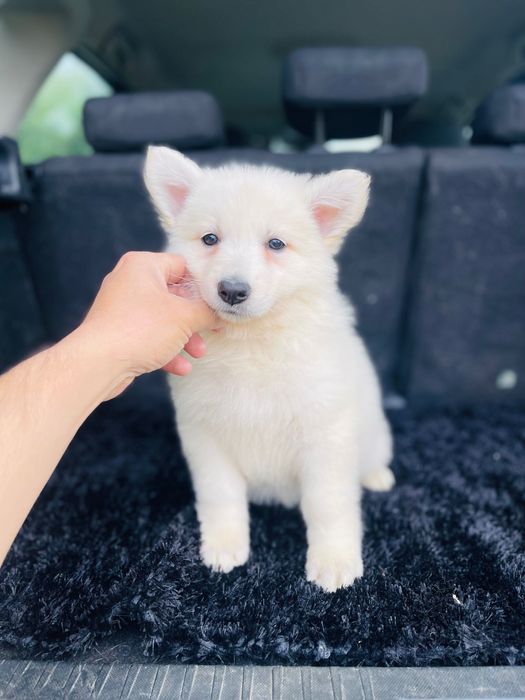 pastor branco suíço macho