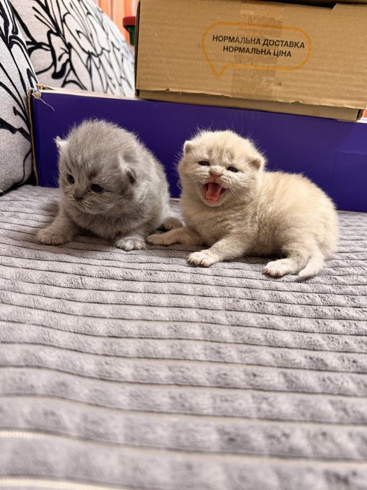 Шотландскі котята