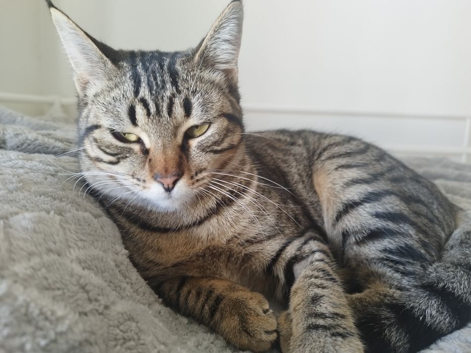 Gatinha  jovem para adoção responsável.