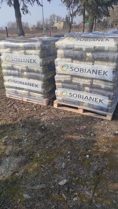 Groszek Sobianek Lew
