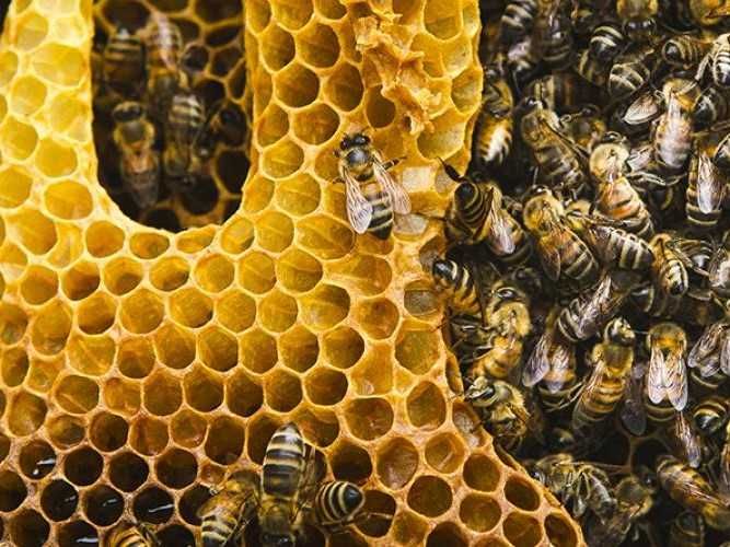 Продам Пчет Харьков, м Индустриальная!