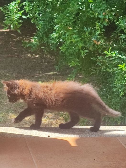 Gato para adoção