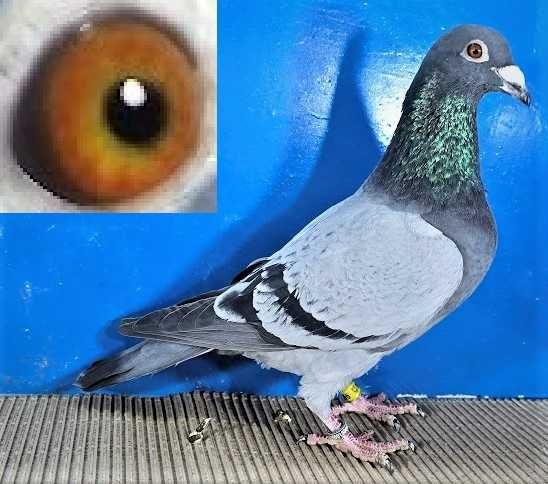 Gołąbek Rozpłodowy Samczyk