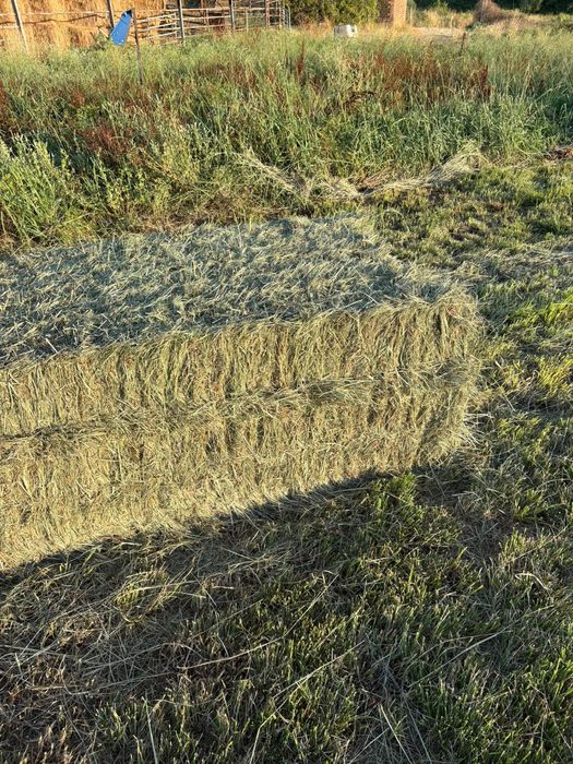 Feno, Palha, Fenosilagem, Luzerna, Aparas de madeiras