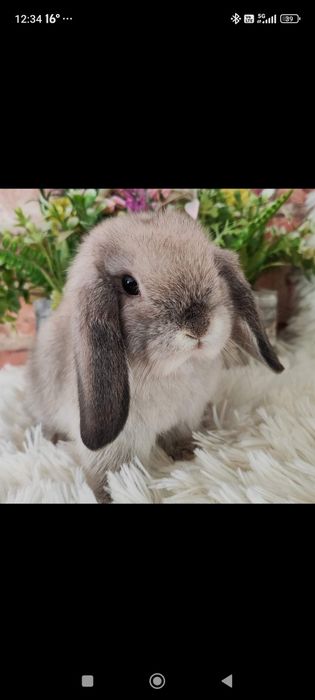 Króliczki mini lop