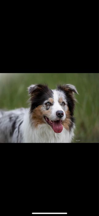 Suczka border collie FCI