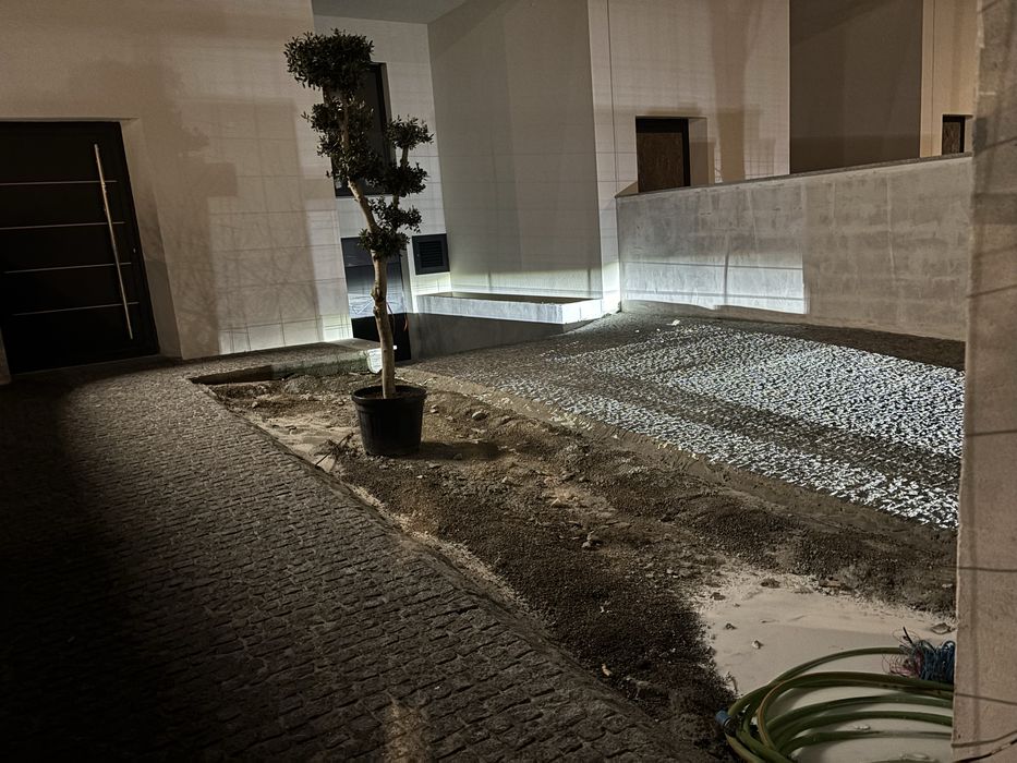 Oliveira para jardim