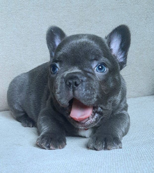 Buldog francuski piesek