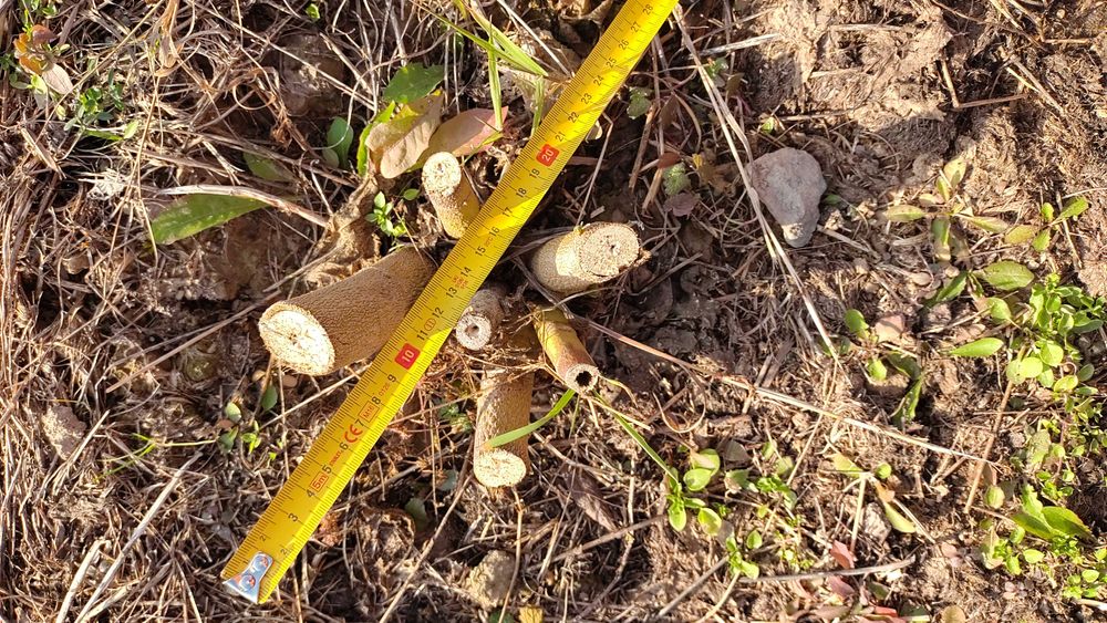 Ślazowiec pensylwański  / Sida hermathrodita Rusby