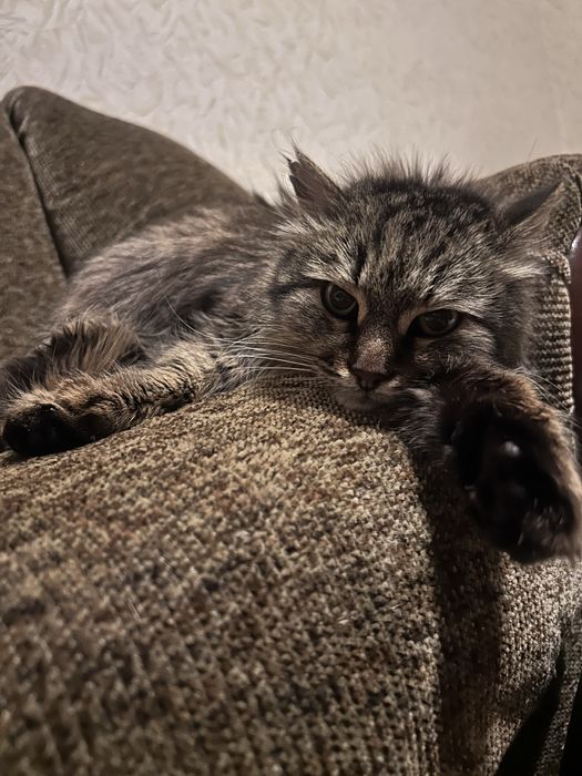 Терміновий пошук родини!