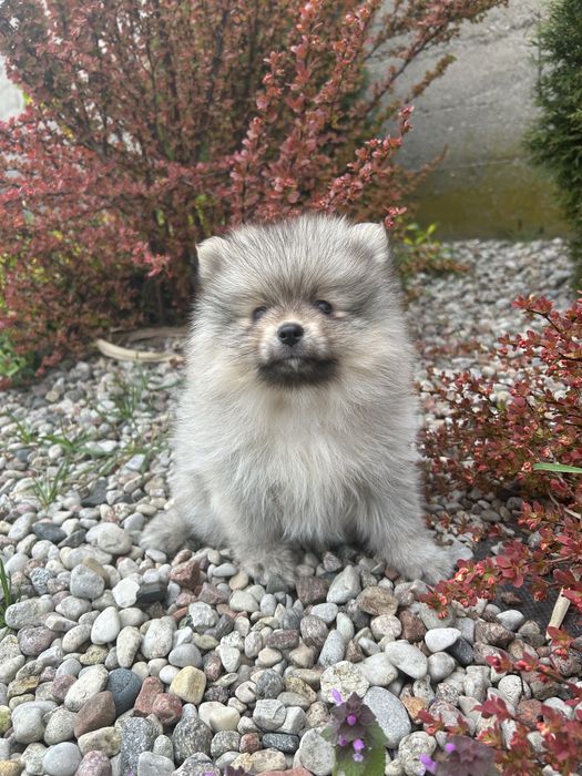 Szpic Miniaturowy Pomeranian*Sunia*