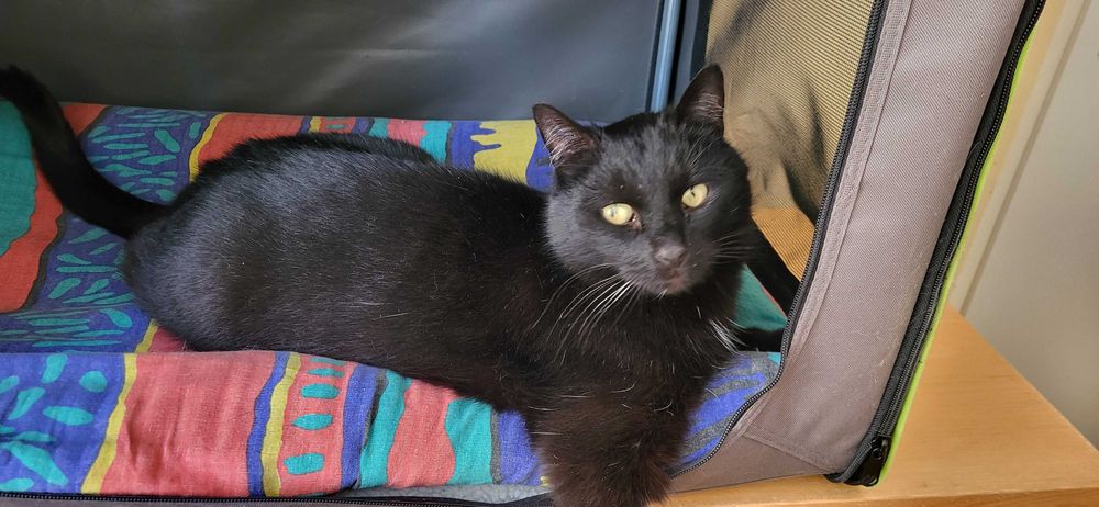 czarna pantera do adopcji