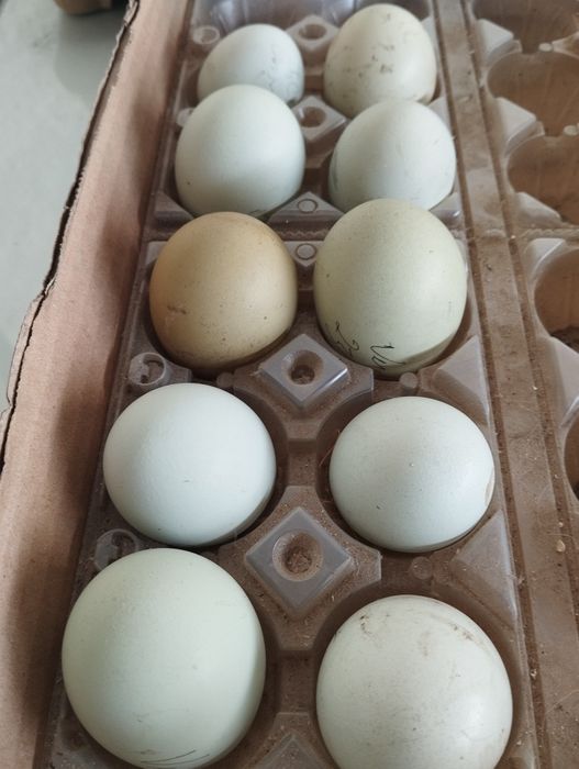 Ovos Férteis Galinhas de raça. Lote Dúzia 3 raças