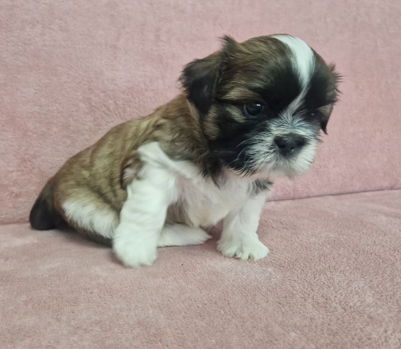 Rezerwacja piesek Shih-Tzu