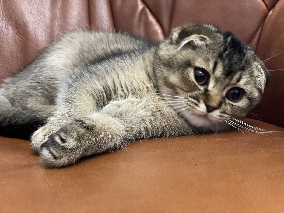 Продається кішечка