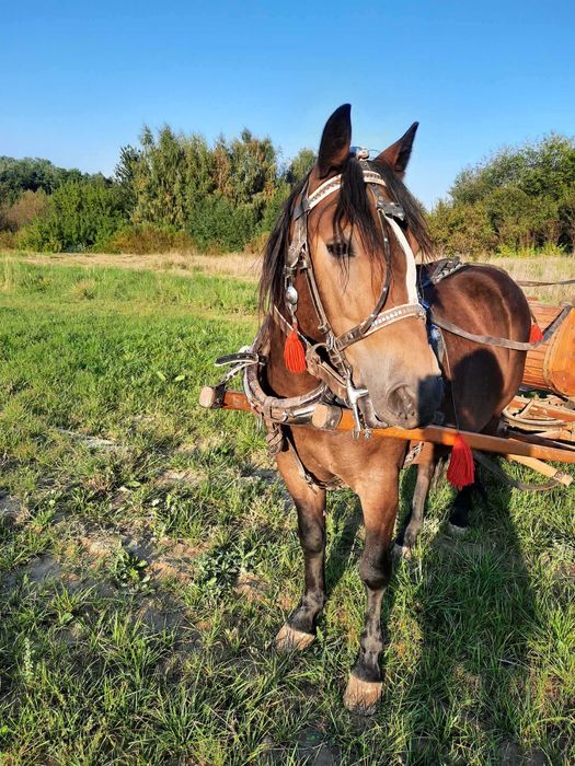 Koń pod zaprzęg- sprzedam wałacha