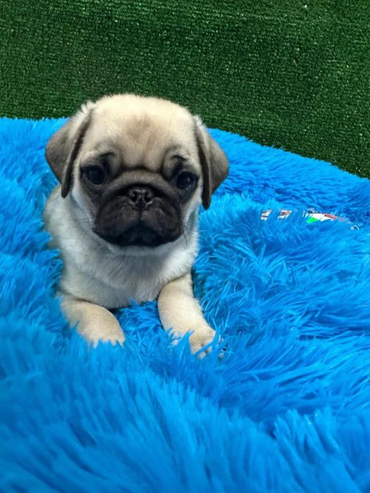 Pug carlin  exelente linhagem