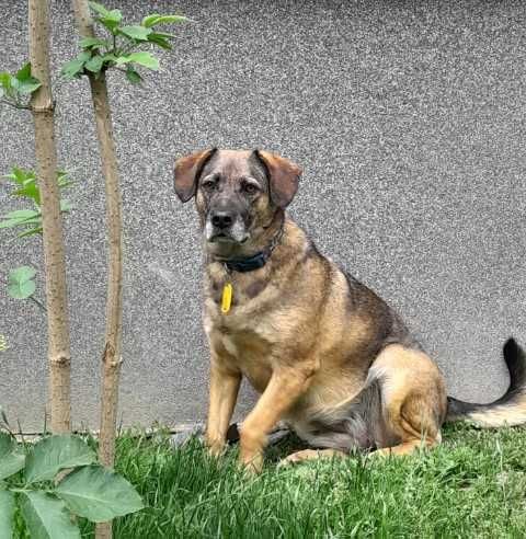 Zojka kochająca młoda suczka szczepienia, sterylizacja  ADOPCJA