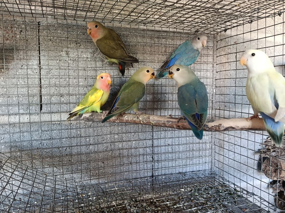 Agapornis roseicollis