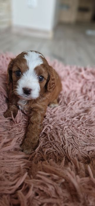 Cavapoo piękna ostatnia sunia
