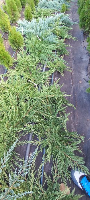 Туя,Можжевельник,Смарагд ,Даника,Ауреа Нана,Хиберника,Блю Эрроу,БлюЧип ...