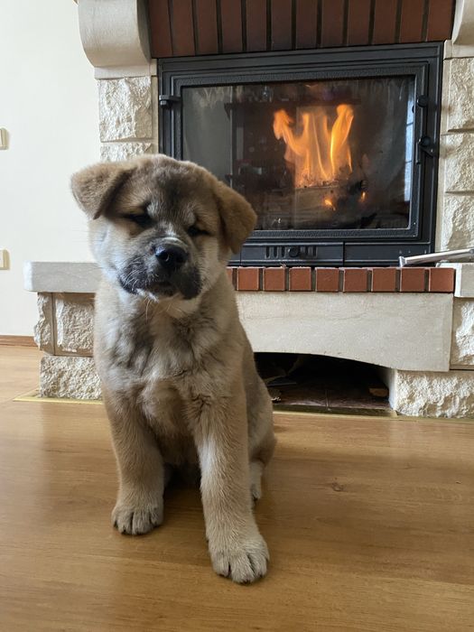 Продаються щенята Акіта-іну