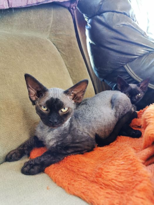 Kotka czarna Devon rex