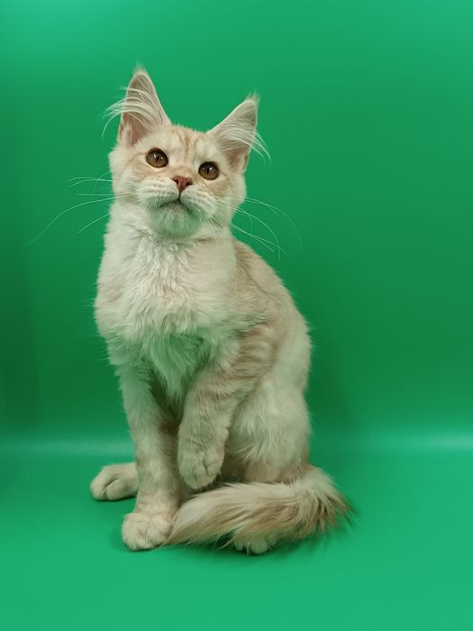 Чудові хлопчики для вас.