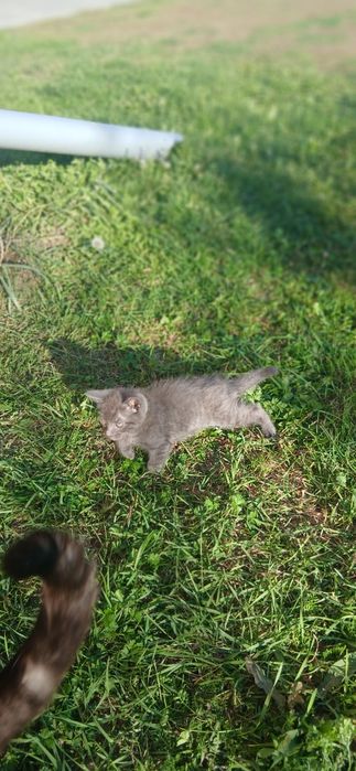 котенятка по 2 місяці