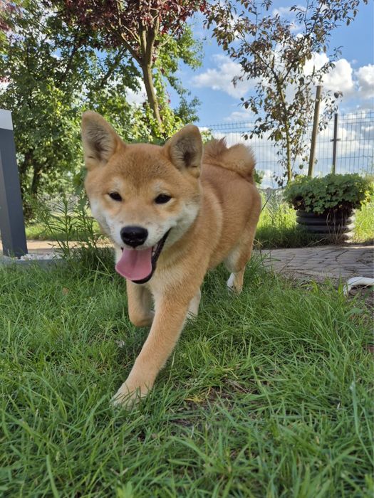 Shiba piękna czerwona suczka