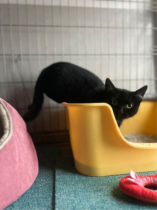 Młodziutka kicia Basia