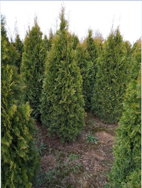 Tuja szmaragd, brabant 180-200cm , dowozimy, sadzimy , tuje do 250cm