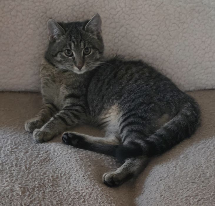 Kotka ok.5.5 miesiąca szuka kochającego domku.