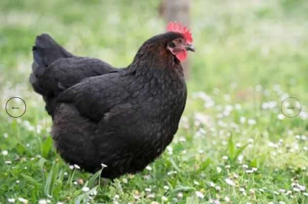 Najwyższej jakości świeże 100% jaja lęgowe Marans - Dark shell Wysyłka