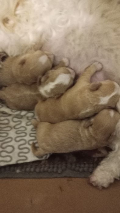 Maltipoo suczka z rodowodem,chip,wyprawka,umowa