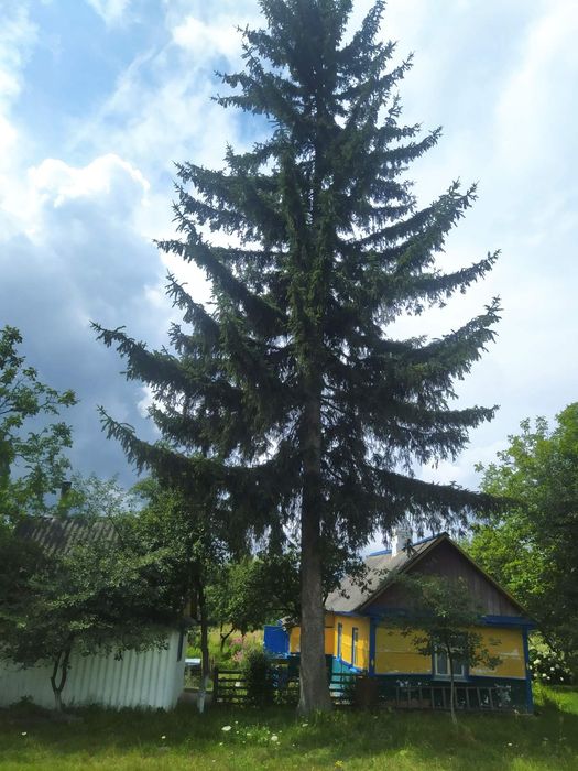 Продається ялинка