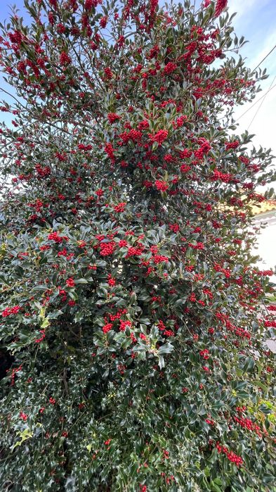 Hastes de Azevinho com Bagas – Ideais para Decorações de Natal