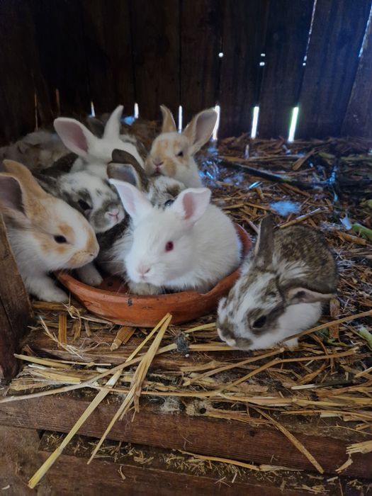 Coelhos para venda