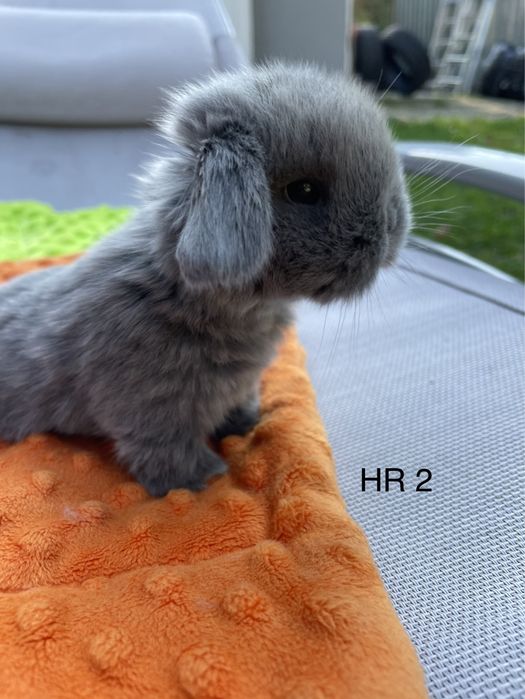 Króliczki  królik mini lop miniaturowy baranek LEGALNA HODOWLA !