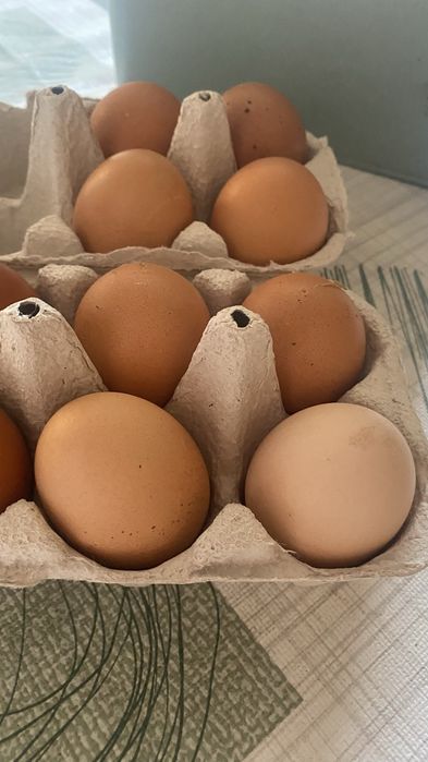 Ovos galados de bramha