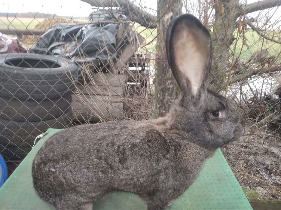 Sprzedam króliki BOS BOŻ OSŻ