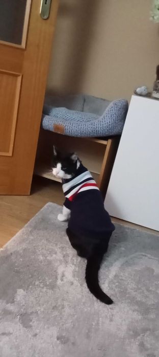 Gatinho adulto para adoção