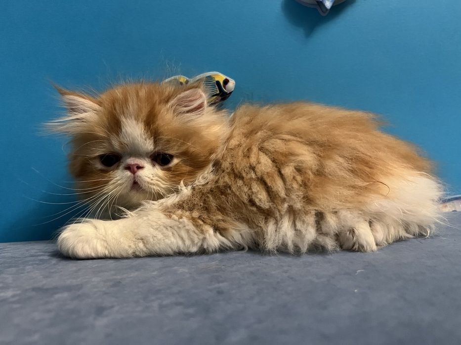 Персидський хлопчик