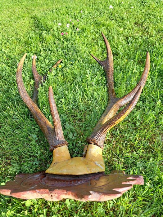 Poroże jelenia do powieszenia