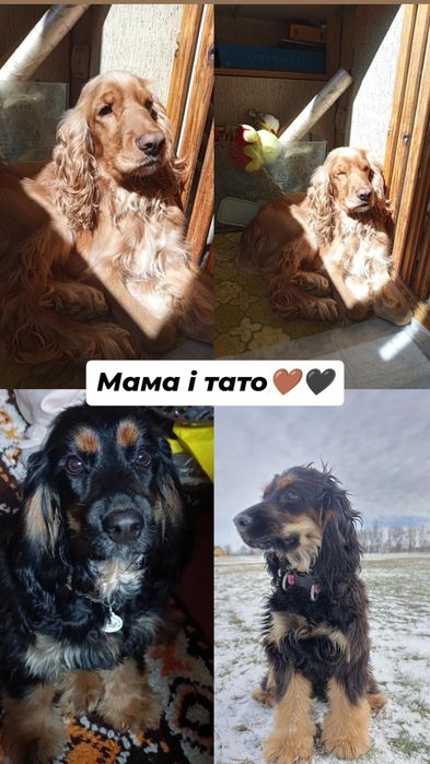 Англійський спаніель