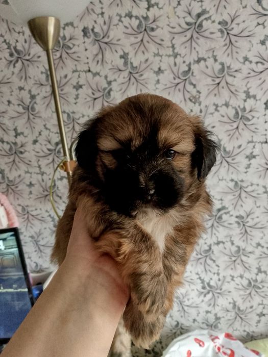 Oddam za darmo szczeniaki