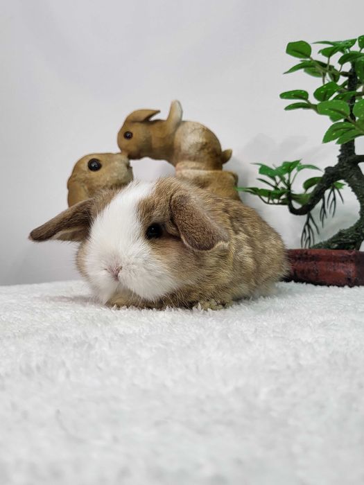 Króliczki Mini Lop. Piękne króliczki domowe.