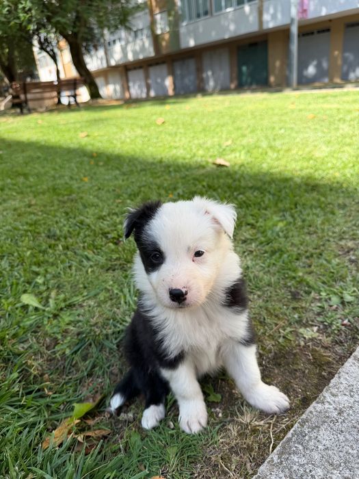 Border collie macho