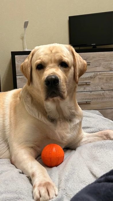 Вязка Лабрадор Ретривер.