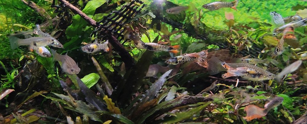 Krewetki 40szt i Gupiki 20szt Zestaw Hodowane na wodzie kranowej
